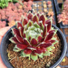 Sempervivum arachnoideum 'Rubrum' is a Collector's Succulent. Perfect for Pot with Beautiful Cluster. Gorgeous when Bloom!