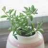 Dolphin Succulent or Senecio Peregrins is a Top Pick Succulent.  Fun Addition that Grows more Shrubby  Hardy Succulent, Super Cool when Bloom!