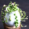 Senecio Rowleyanus String Of Pearls is a Collector's Succulent. Perfect for Pot with Beautiful Cluster. Gorgeous when Bloom!