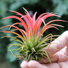 Tillandsia ionantha Air Plant