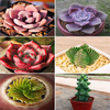 Top Selling Succulents Set Of 6