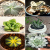 Collector Succulents Set Of 6